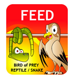 Feed